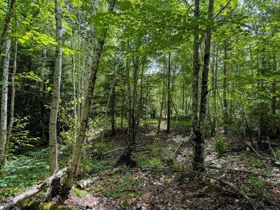 330 Acre Parcel with Waterfront - image 9