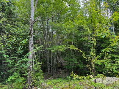 330 Acre Parcel with Waterfront - image 10