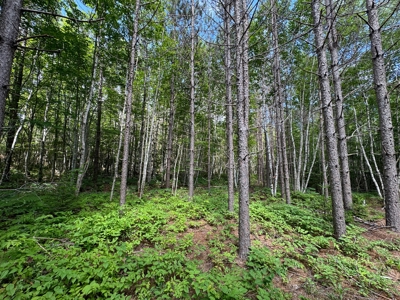 330 Acre Parcel with Waterfront - image 13