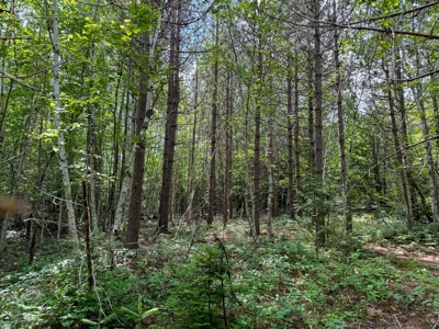330 Acre Parcel with Waterfront - image 15