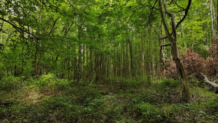 West TN Hunting Land and Recreational Farm for Sale - image 3