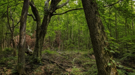 West TN Hunting Land and Recreational Farm for Sale - image 4