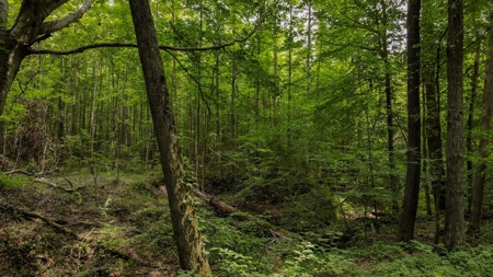 West TN Hunting Land and Recreational Farm for Sale - image 5