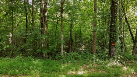 West TN Hunting Land and Recreational Farm for Sale - image 14