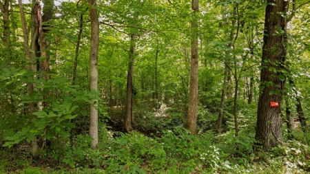 West TN Hunting Land and Recreational Farm for Sale - image 13