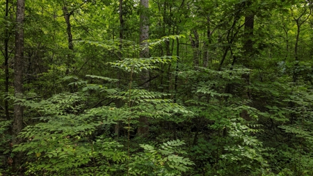West TN Hunting Land and Recreational Farm for Sale - image 6
