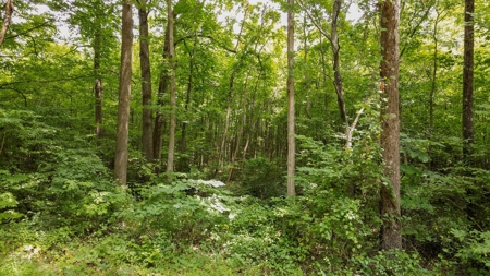 West TN Hunting Land and Recreational Farm for Sale - image 9