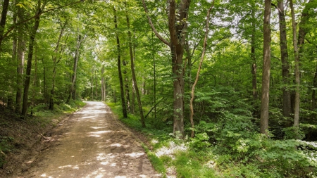 West TN Hunting Land and Recreational Farm for Sale - image 10