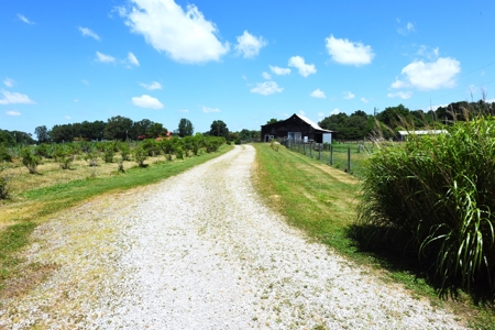 Hobby Farm on 5.74 Acres, House, Barn, Sheds, Cave, Woods - image 3