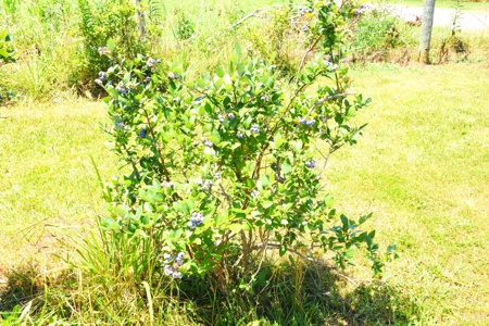 Hobby Farm on 5.74 Acres, House, Barn, Sheds, Cave, Woods - image 48