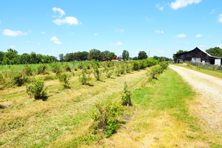 Hobby Farm on 5.74 Acres, House, Barn, Sheds, Cave, Woods - image 40