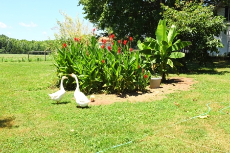 Hobby Farm on 5.74 Acres, House, Barn, Sheds, Cave, Woods - image 27