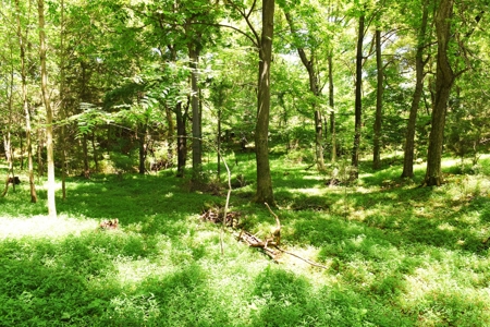 Hobby Farm on 5.74 Acres, House, Barn, Sheds, Cave, Woods - image 34