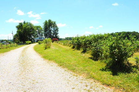 Hobby Farm on 5.74 Acres, House, Barn, Sheds, Cave, Woods - image 44