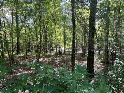 Hunting Recreational Property / Land For Sale In Louisiana - image 5