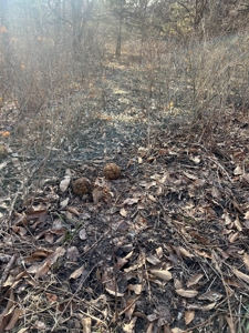 Northern MO Combo Farm - image 3