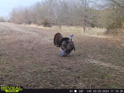 Northern MO Combo Farm - image 50
