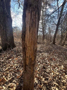 Northern MO Combo Farm - image 4