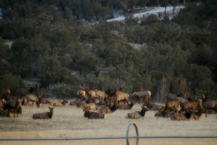 Colorado Ranch with hunting for sale - image 7