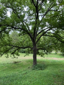 Acreage near Sam Baker State Park - image 11