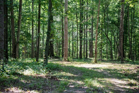 Build Your Dream Home on 12.4 Beautiful Wooded Acres - image 12