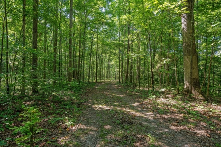 Build Your Dream Home on 12.4 Beautiful Wooded Acres - image 9