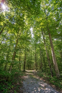 Build Your Dream Home on 12.4 Beautiful Wooded Acres - image 14