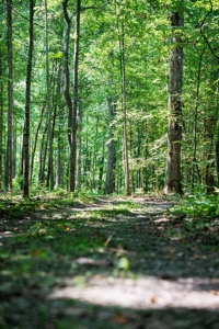 Build Your Dream Home on 12.4 Beautiful Wooded Acres - image 13