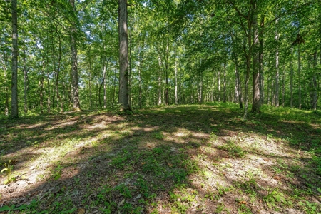Build Your Dream Home on 12.4 Beautiful Wooded Acres - image 11