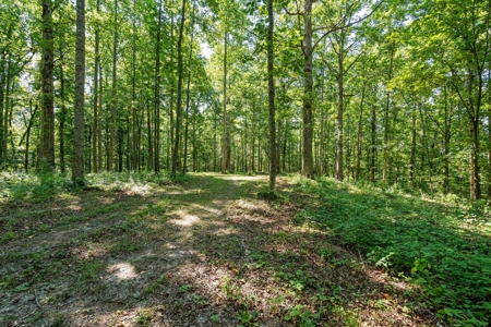 Build Your Dream Home on 12.4 Beautiful Wooded Acres - image 10