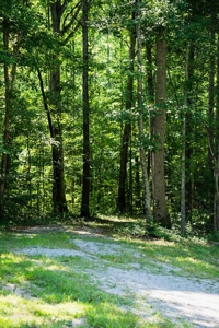 Build Your Dream Home on 12.4 Beautiful Wooded Acres - image 18