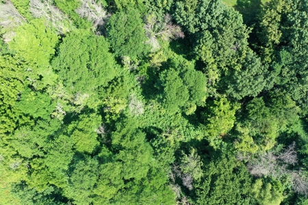Iowa Land For Sale - Ringgold County Land For Sale - image 6