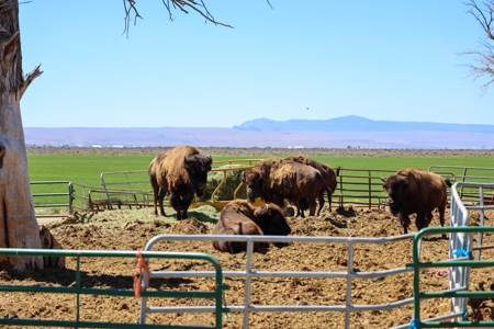 Eastern Oregon Waldron Farms - image 5