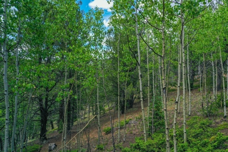 Beautiful Colorado Mountain Property with Amazing Views - image 19