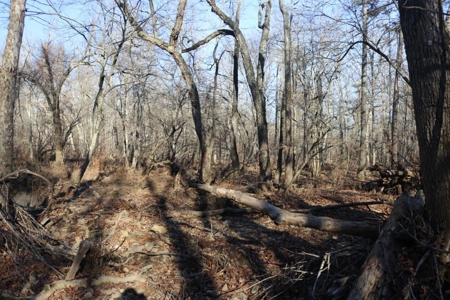 16 Acres with Turkey Creek Frontage in Mountain View, AR - image 14