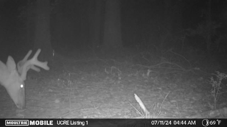 Small Acreage Hunting Property with no Deed Restrictions - image 7