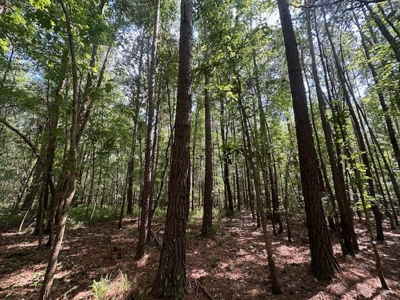 Small Acreage Hunting Property with no Deed Restrictions - image 12