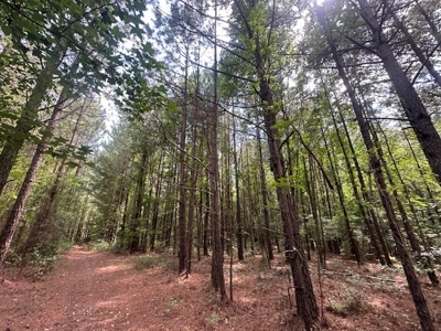 Small Acreage Hunting Property with no Deed Restrictions - image 1