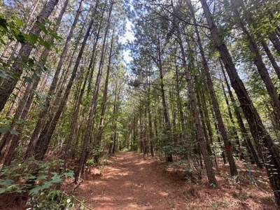 Small Acreage Hunting Property with no Deed Restrictions - image 16