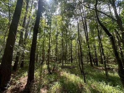 Small Acreage Hunting Property with no Deed Restrictions - image 13