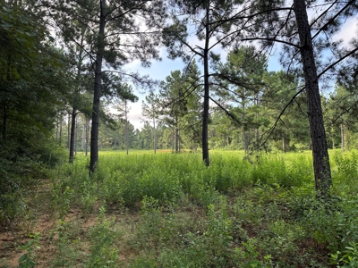 East Texas Recreational/Hunting Property For Sale - image 31