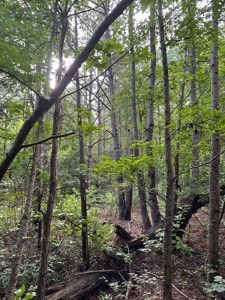 East Texas Recreational/Hunting Property For Sale - image 25