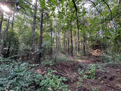 East Texas Recreational/Hunting Property For Sale - image 29