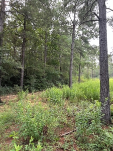 East Texas Recreational/Hunting Property For Sale - image 23