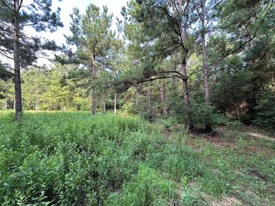 East Texas Recreational/Hunting Property For Sale - image 30