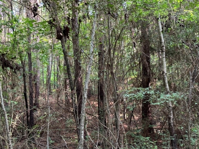 East Texas Recreational/Hunting Property For Sale - image 28