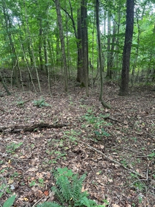 25-Acre Hunting Property Bordering State, Perry County - image 25