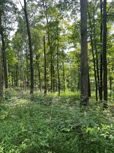 25-Acre Hunting Property Bordering State, Perry County - image 22