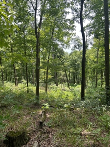 25-Acre Hunting Property Bordering State, Perry County - image 16