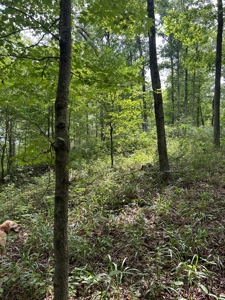 25-Acre Hunting Property Bordering State, Perry County - image 19